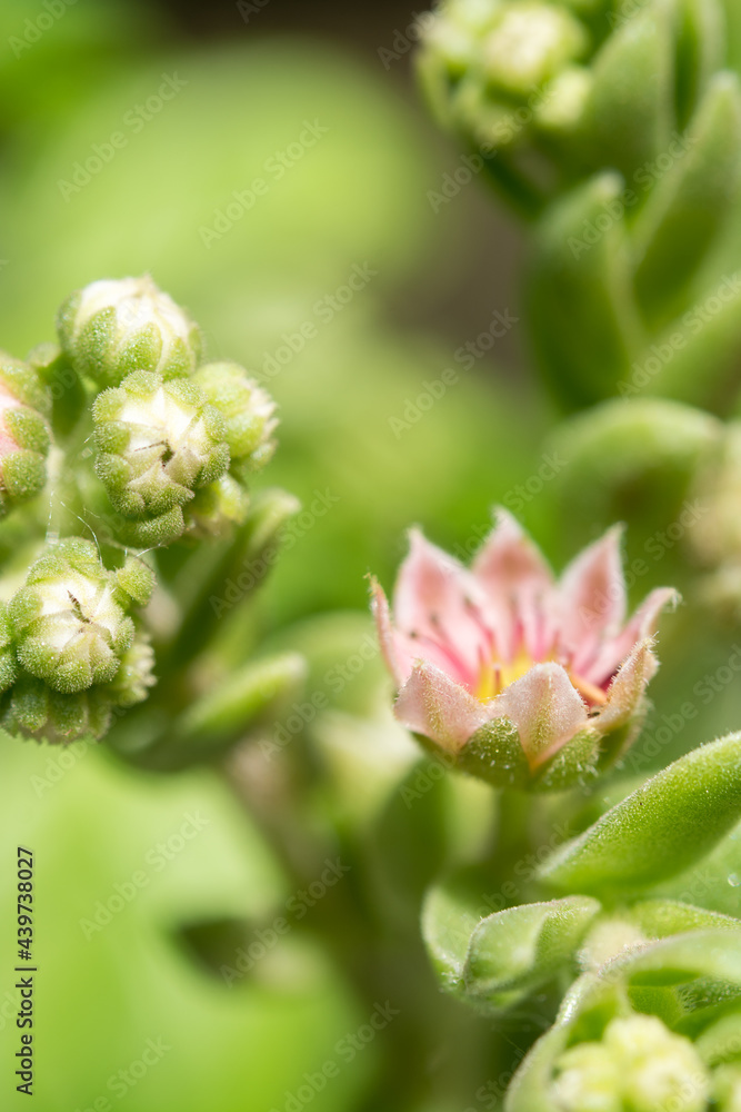Hens and Chicks succulent plant blooming in a garden; pink delicate flowers with lush green background Hens and Chicks succulent plant blooming in a garden; pink delicate flowers with lush green background