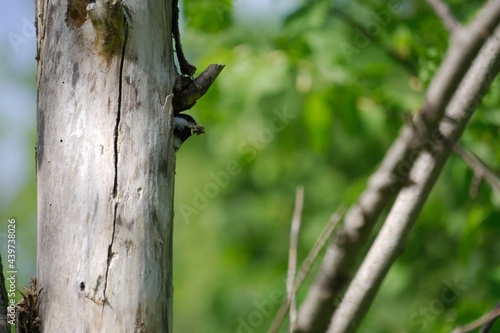 chickadee on a tree