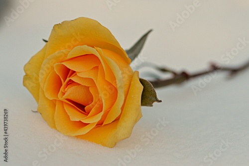 single yellow rose