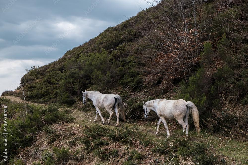 two white horses in a single line walking uphill two white horses in a single line walking uphill