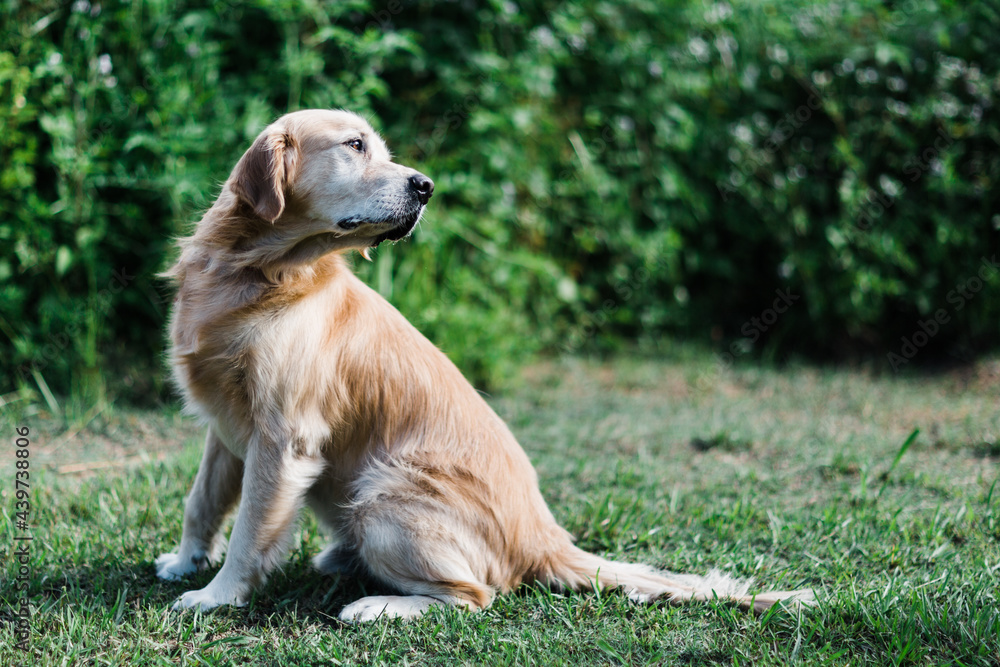 rescued golden retriever sitting outdoors rescued golden retriever sitting outdoors