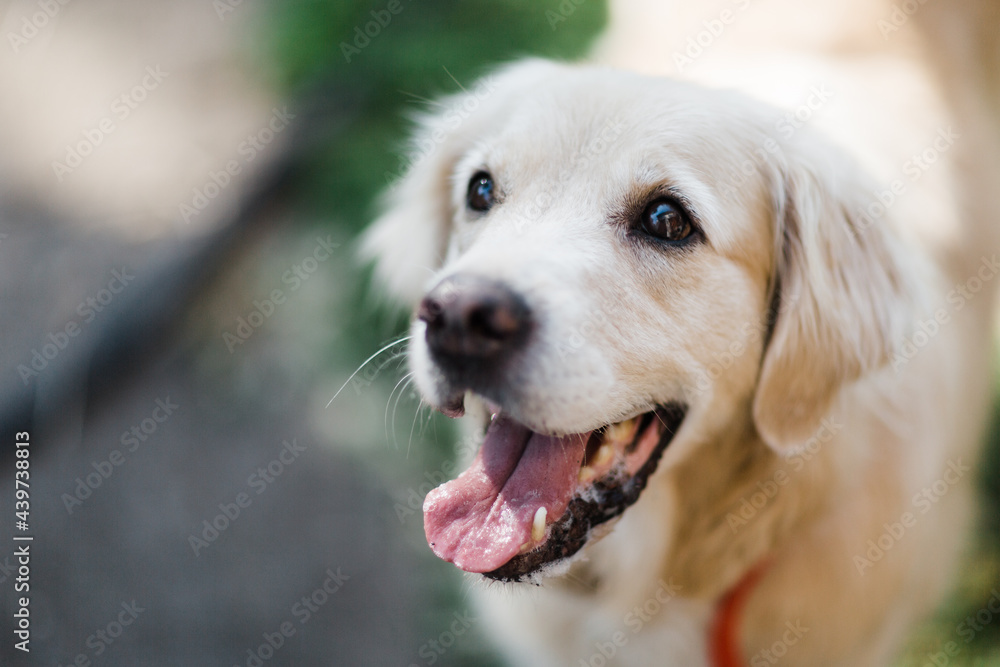 portrait of old female golden retriever portrait of old female golden retriever