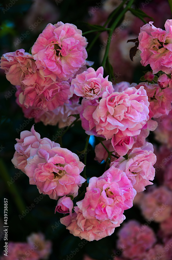 Fototapeta premium pink and white roses