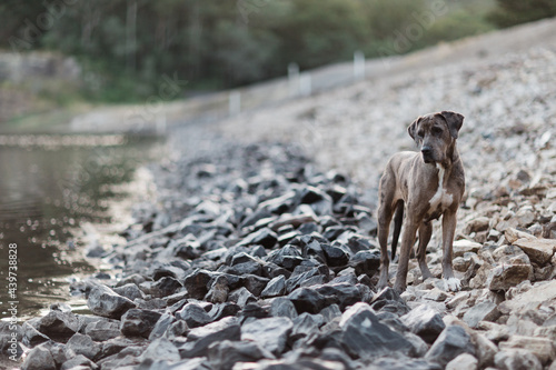 Great Dane standing on embankment of dam photo