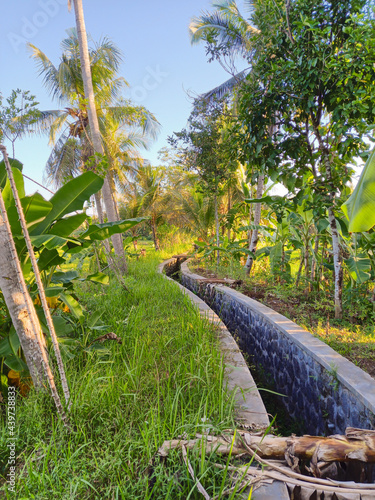tropical forest