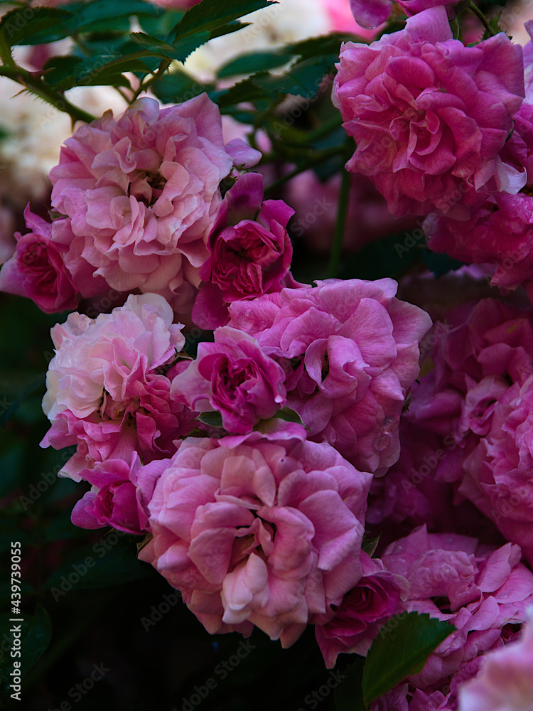 pink rose bush