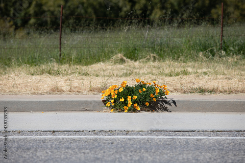 Sidewalk poppies