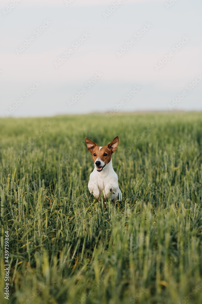 Dog jumping on a grassy field Dog jumping on a grassy field