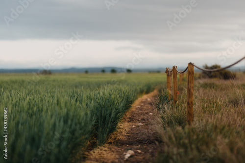 cereal landscape