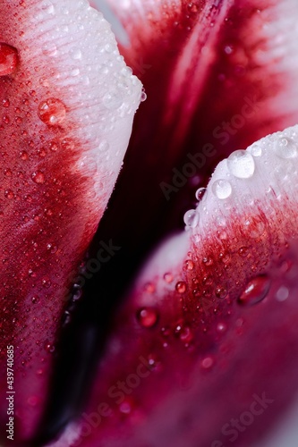 Scarlett tulip full of water drops photo