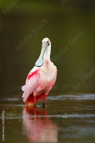 Rosate Spoonbill photo