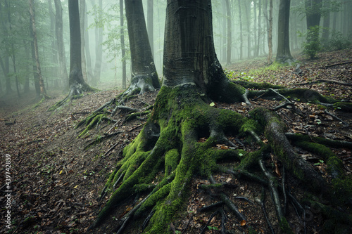 Giant roots with green moss in mysterious forest photo