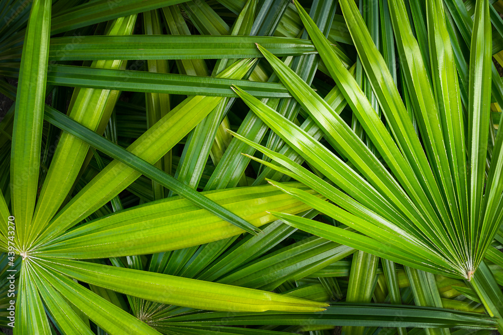 leaves of a palm tree background leaves of a palm tree background
