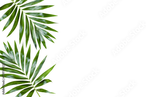 green palm leaf branches on white background. flat lay  top view