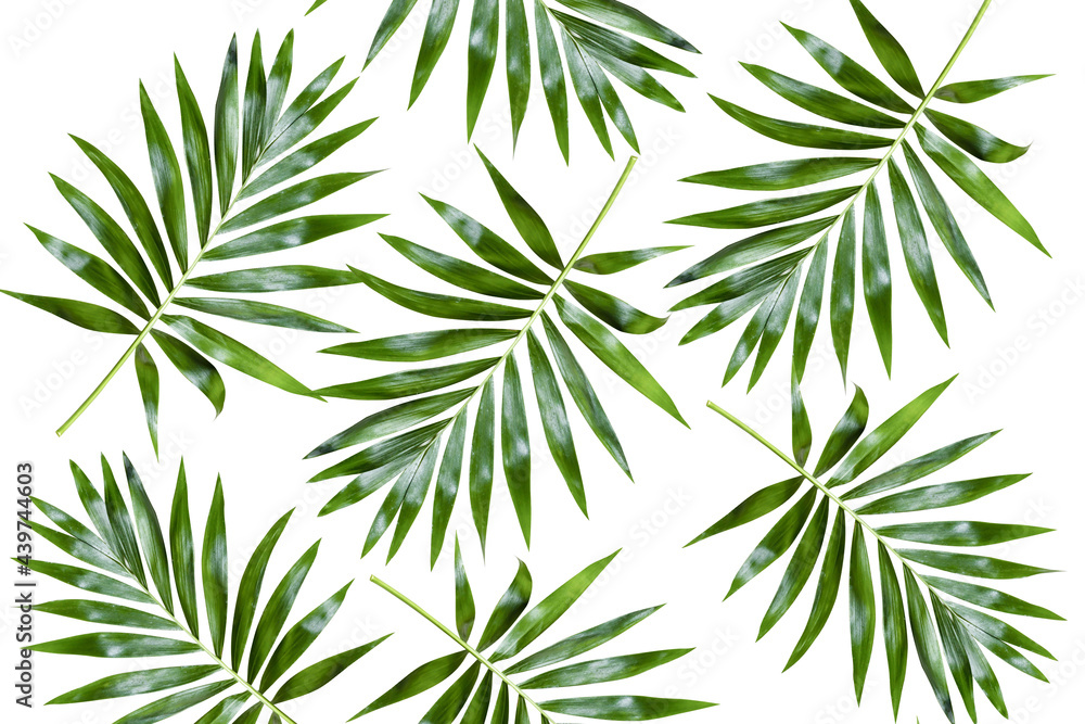 green palm leaf branches on white background. flat lay, top view