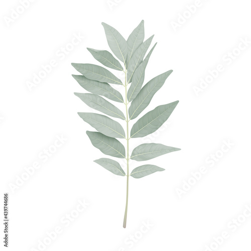 Pastel green leaves on white