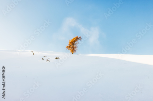 Alone Golden tree in the snow world photo
