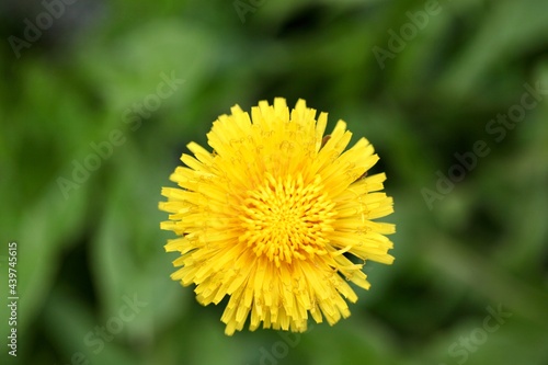 closeup dandelion flower