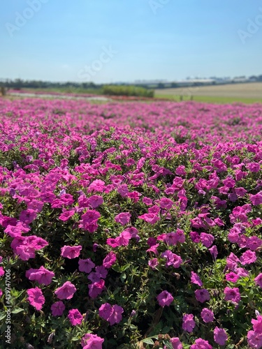 field of pink flowers