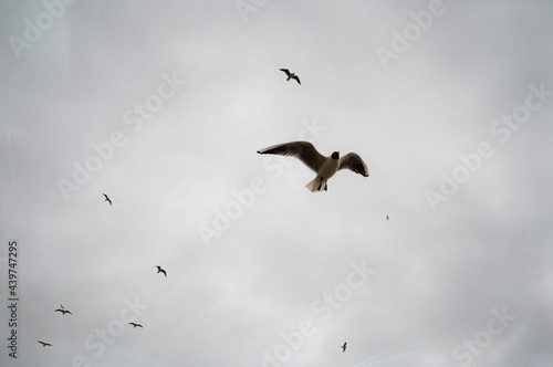 Flying seabirds