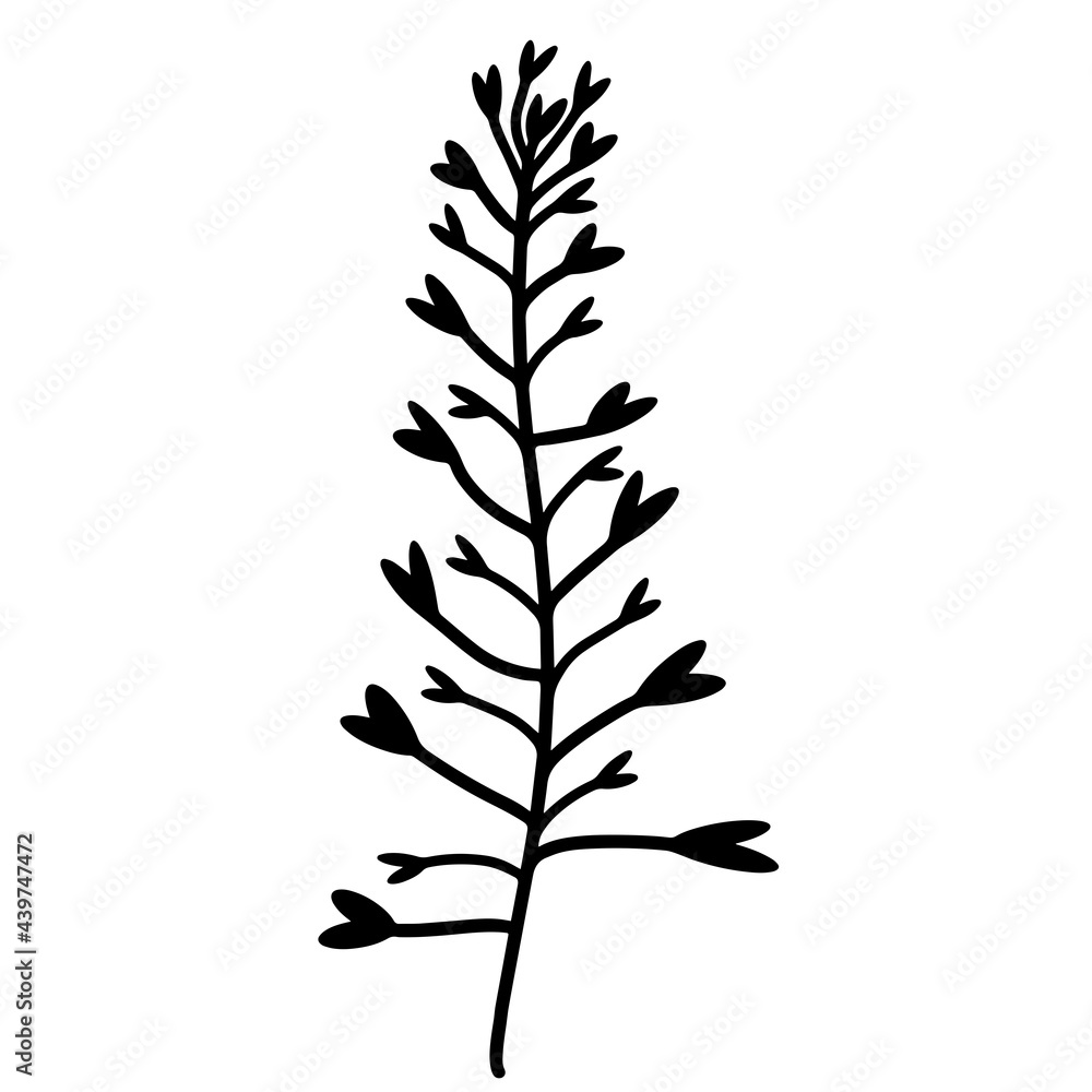 Twig with leaves. Vector icon isolated on white background. Shepherd's purse, cruciferous. Hand-drawn doodle. Black silhouette of a plant. Botanical element. Medicinal herbs. Twig with leaves. Vector icon isolated on white background. Shepherd's purse, cruciferous. Hand-drawn doodle. Black silhouette of a plant. Botanical element. Medicinal herbs.