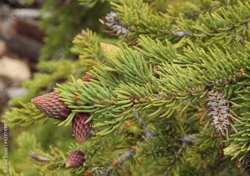 Conifer tree needles in Beartooth Mountains  Montana