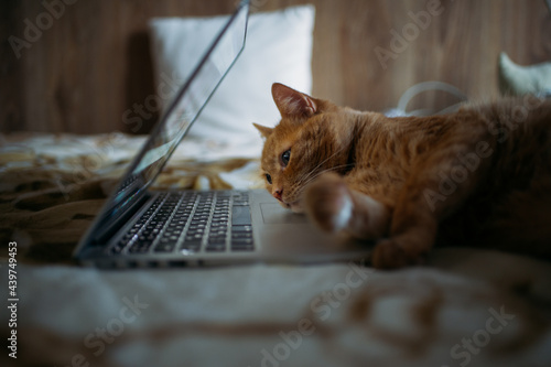 ginger cat working on the bed with laptop photo