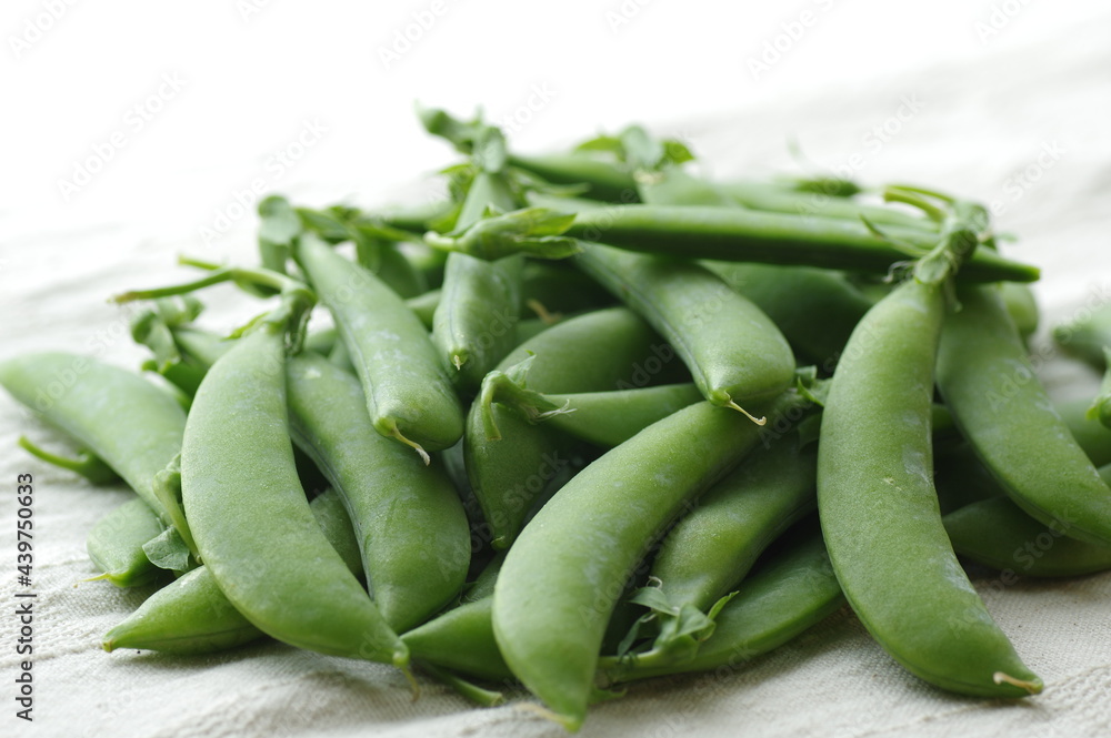 収穫したてのスナップエンドウ（スナックエンドウ）