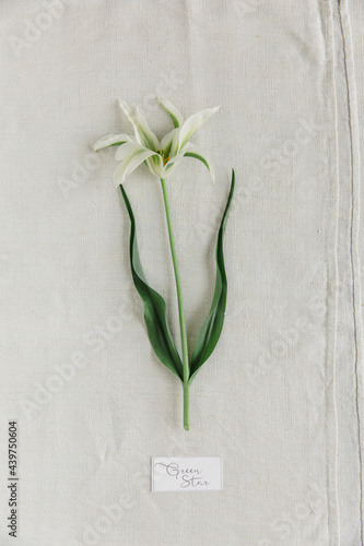 Green Tulip with name on label photo