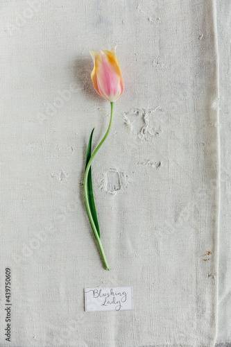 Tulip on old canvas cloth photo