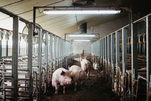 Indoor pig farm photo