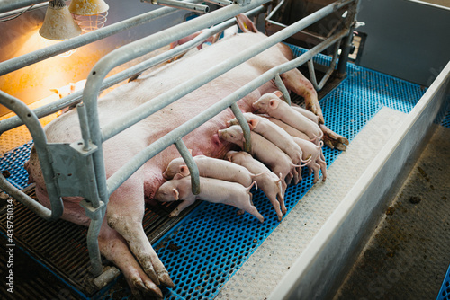 Little piglets drinking from mother pig