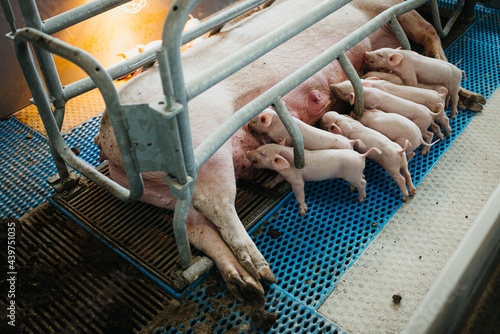 Little piglets drinking from mother pig