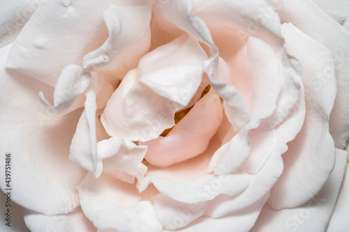Close up shot of light pink color rose flower
