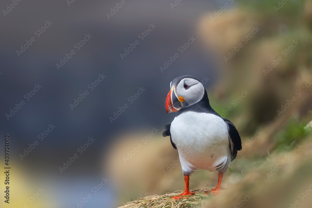 Close up shot of beautiful Atlantic Puffin bird Close up shot of beautiful Atlantic Puffin bird