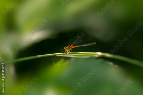 Close up shot of Orange dragonfly on a plant © SNEHIT PHOTO