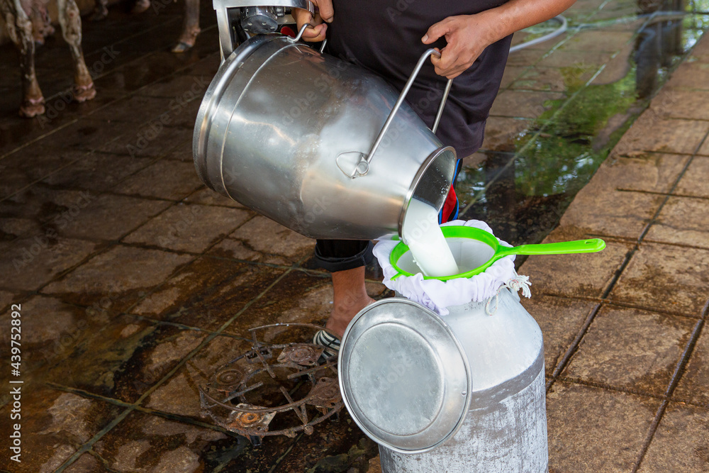 Fresh cow's milk is poured into buckets for delivery to the factory. Fresh cow's milk is poured into buckets for delivery to the factory.