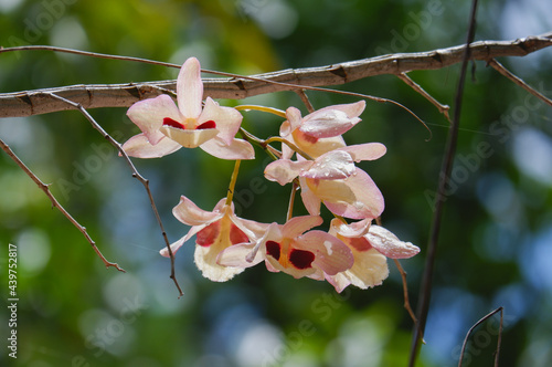 Dendrobium puchellum orchids flower close up in nature. beautiful white Orchids in botanic garden