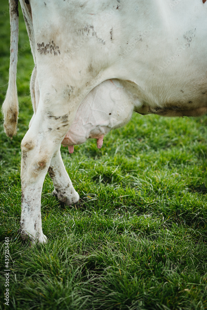 Close up of udder filled with milk Close up of udder filled with milk