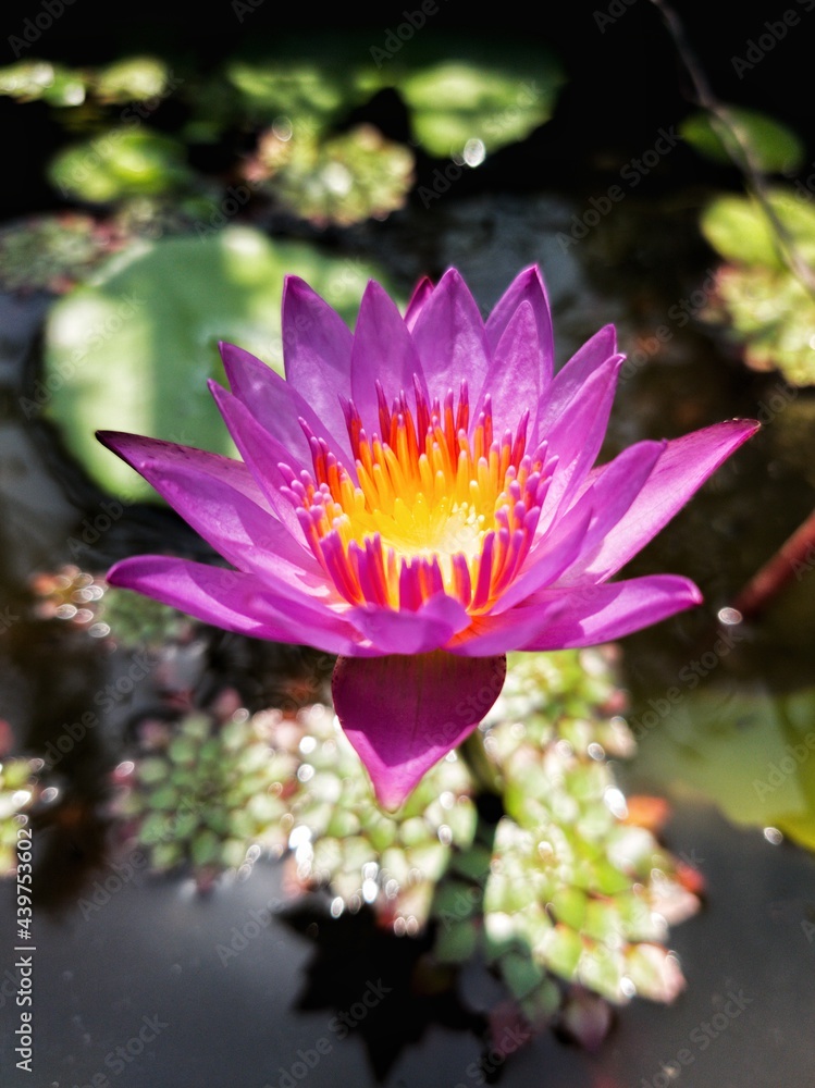 pink water lily pink water lily