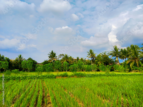 green rice field