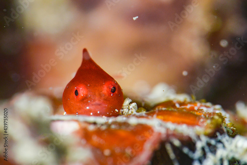 Juvenile lumpsucker photo