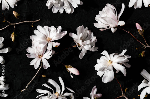 Star Magnolia Flowers photo