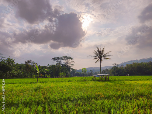 rice field at sunset