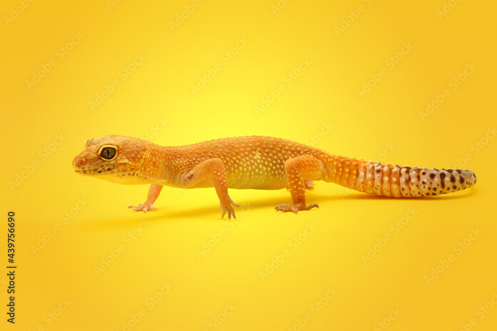 Fototapeta premium Leopard Gecko on yellow background.Leopard gecko lizard, close up macro