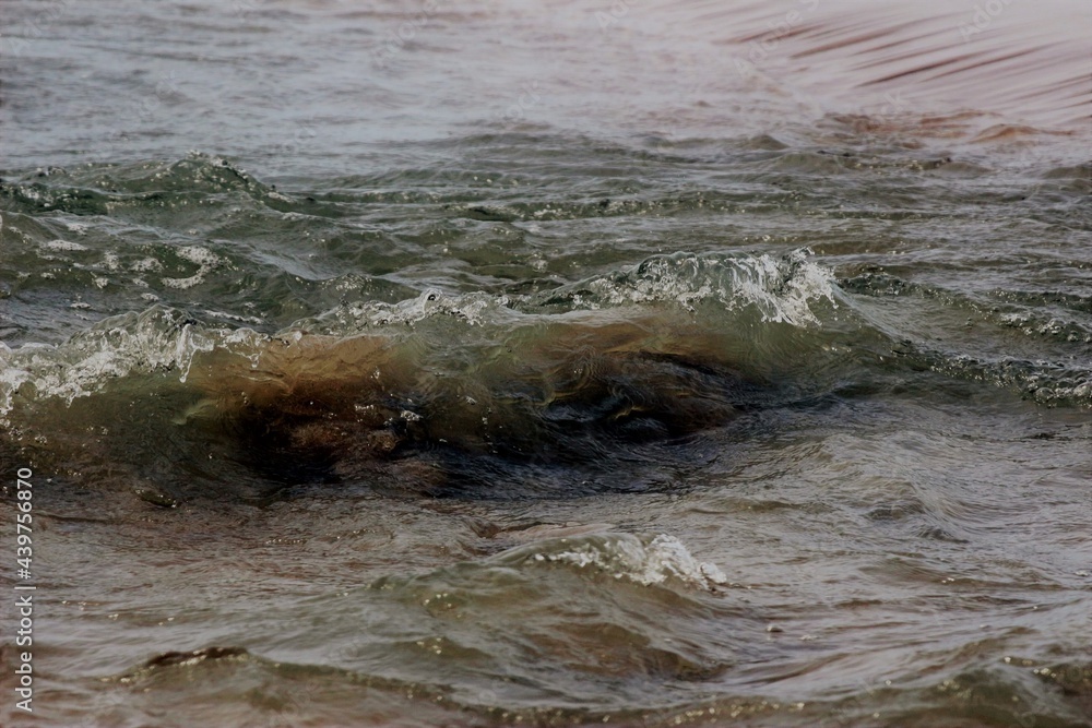 Fototapeta premium Close-up details of a small ocean wave breaking near to the edge of the beach