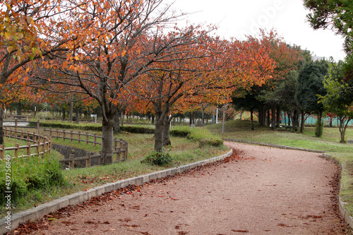 自然豊かな公園の散歩道と紅葉