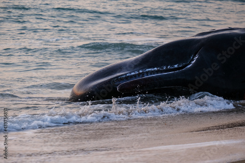 Head and Jaw of a beached Sperm Whale
