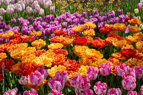 Colorful variety of tulips in full bloom on a beautiful May day #439757226