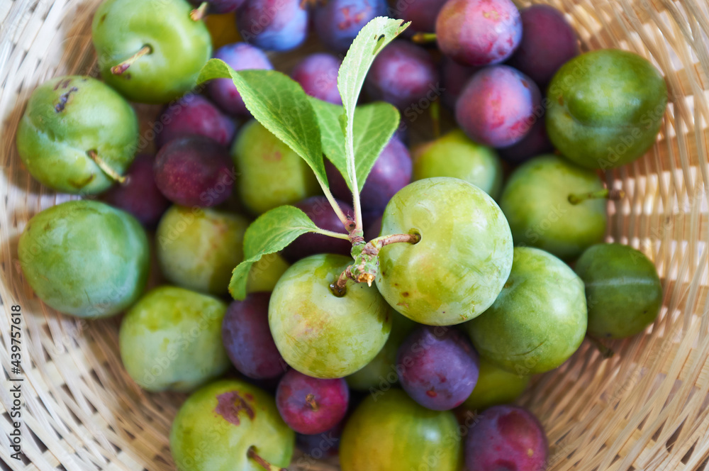Fresh Green Gage Plums Fresh Green Gage Plums